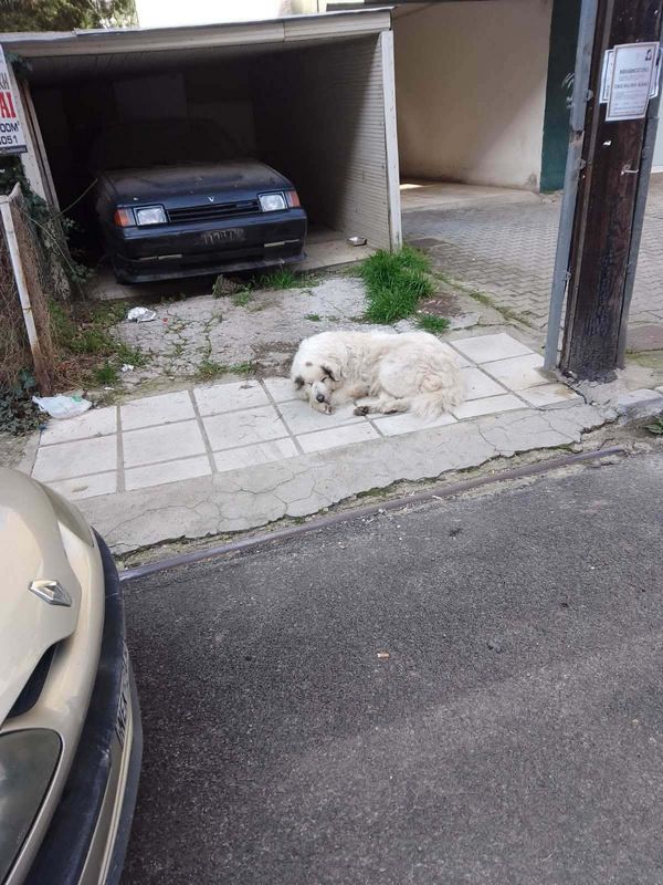 ΑΠΟΚΛΕΙΣΤΙΚΟ - ΠΡΟΣΟΧΗ ΔΑΓΚΩΝΕΙ. Ο δράστης σκύλος!!!