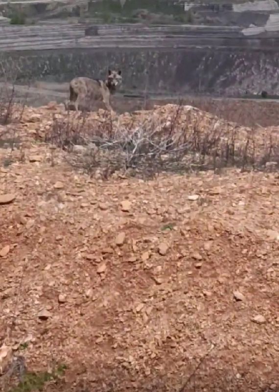 Λύκος καταγράφηκε στην Ποντοκώμη Εορδαίας σήμερα το πρωί (24/4/2026)