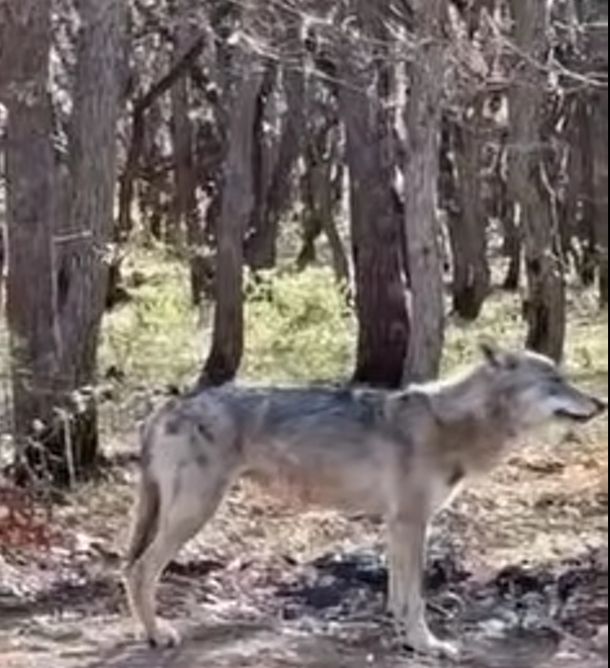 Εμφάνιση λύκου στην Ποντοκώμη Κοζάνης – Μεγάλη προσοχή στους πολίτες – Δείτε βίντεο
